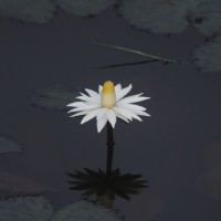 Nymphaea pubescens Willd.